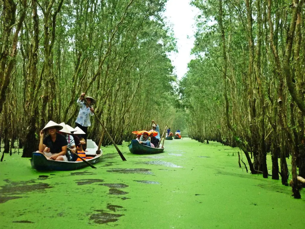 Tra Su Cajuput Forest with dense cajuput trees and tranquil waterways in the picturesque Mekong Delta.