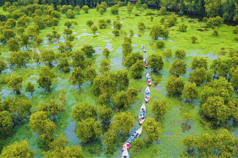 Tra Su cajeput forest in Chau Doc, green wonderland of Mekong Delta