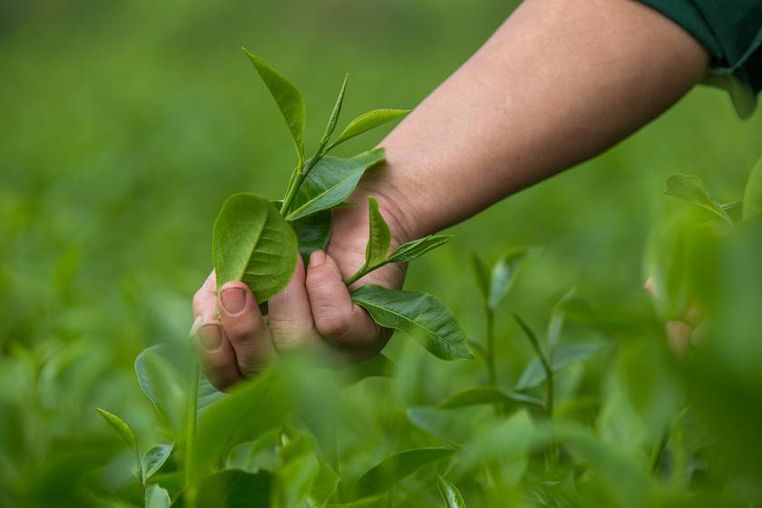 Tea Tree In Viet Nam