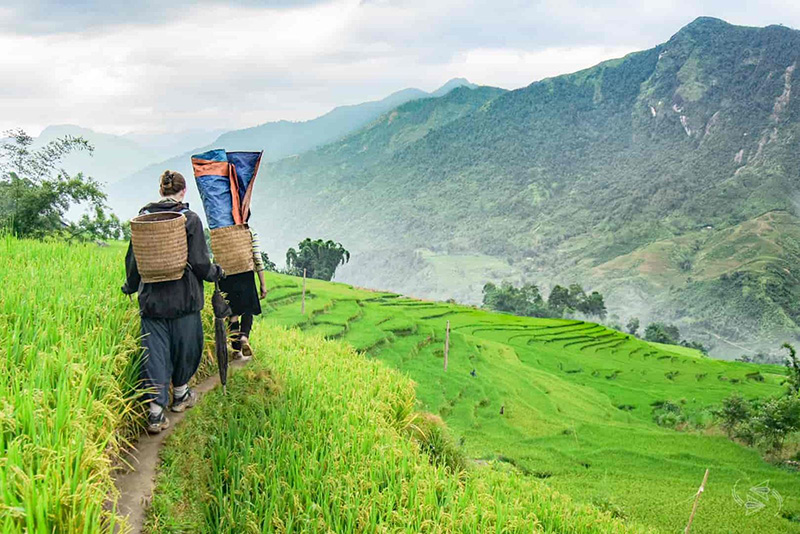 Trekking Sapa in green rice season