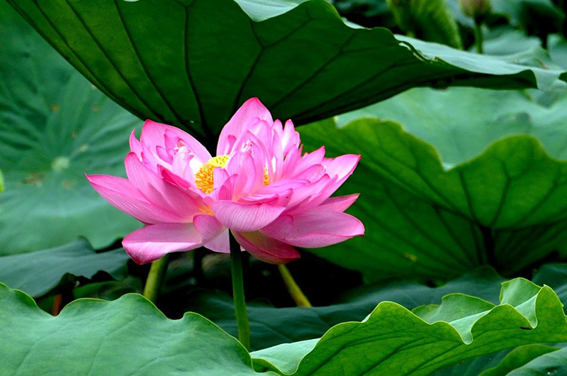 Lotus - National flower of Vietnam