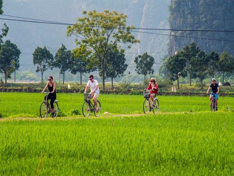 Pedal through the rice fields in Ninh Binh