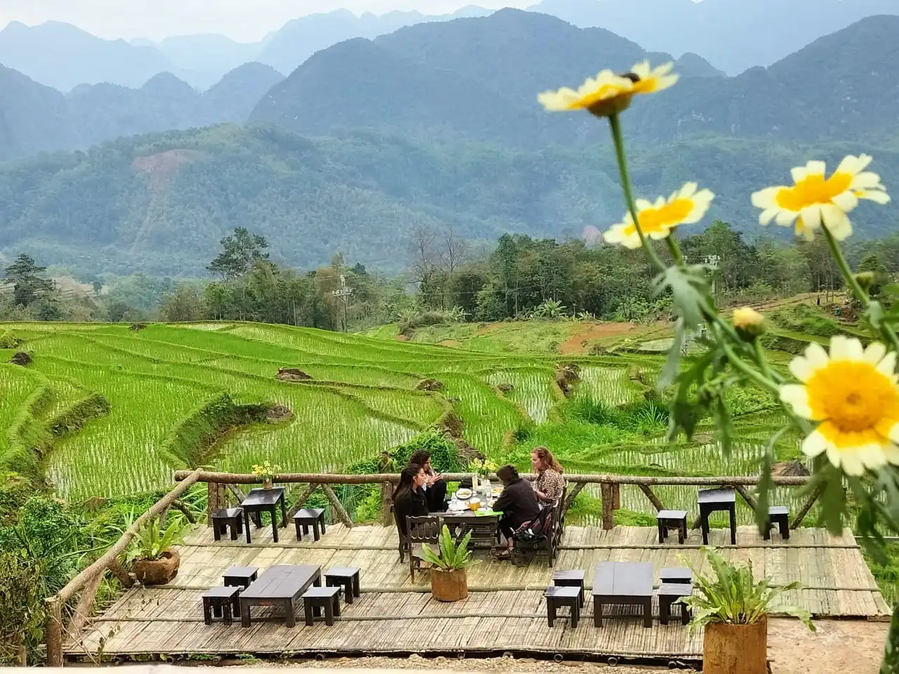 Green rice season in Pu Luong